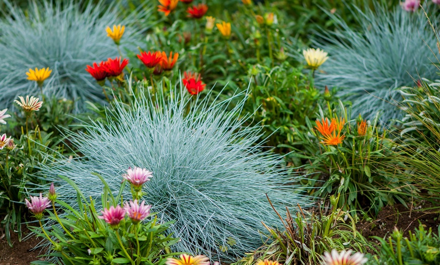 Image 2: Lot Festuca Glauca ‘Blue’ en pot