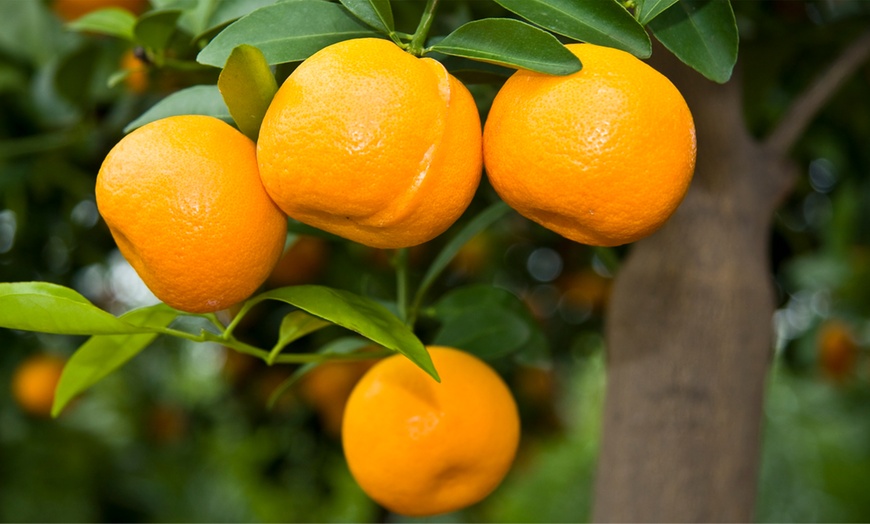 Image 3: Citrus Calamondin