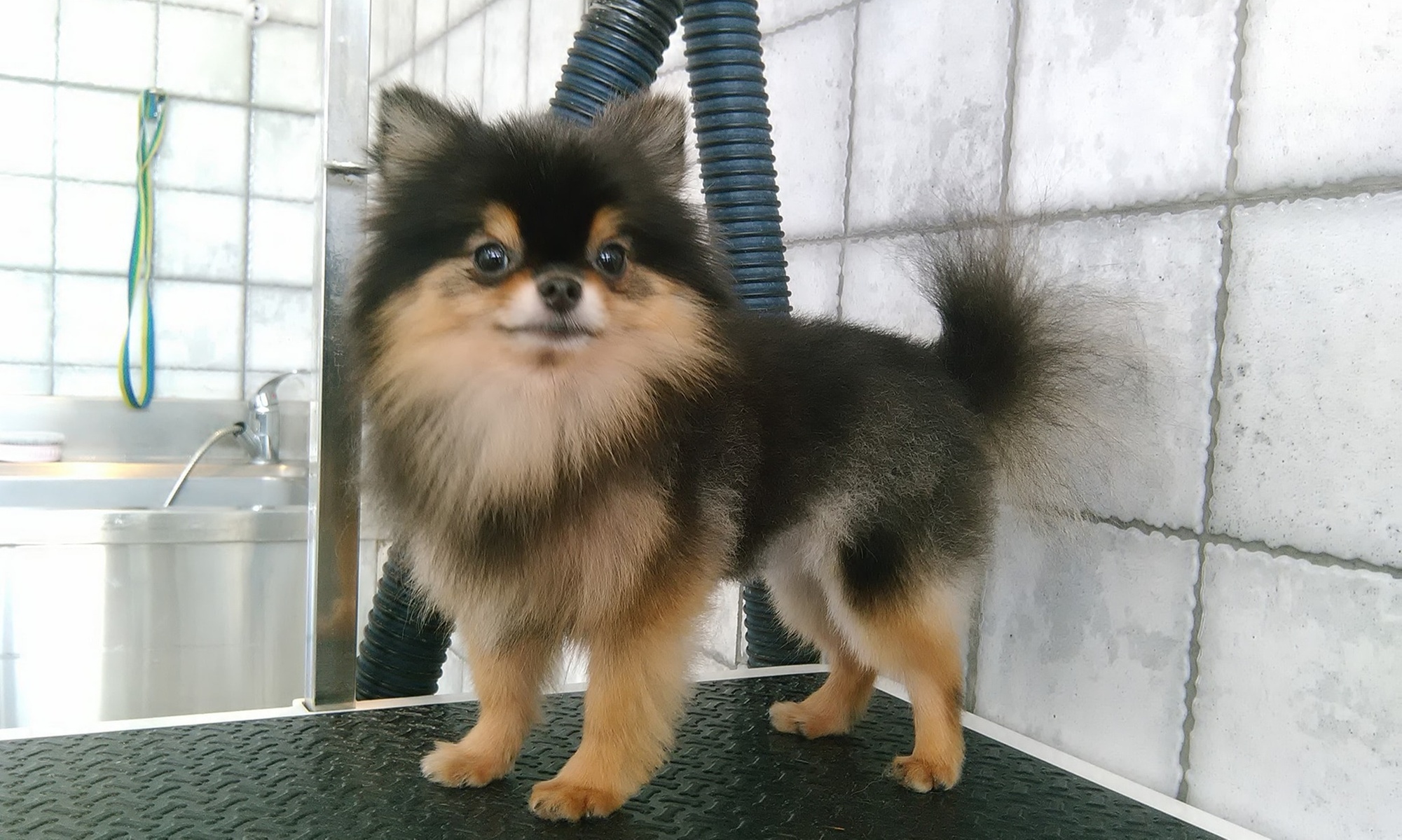 Pet Grooming Package at Sweet Grooming Pet Salon