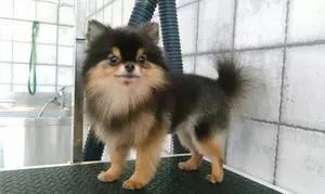 Pet Grooming Package at Sweet Grooming Pet Salon (Up to 60% Off)
