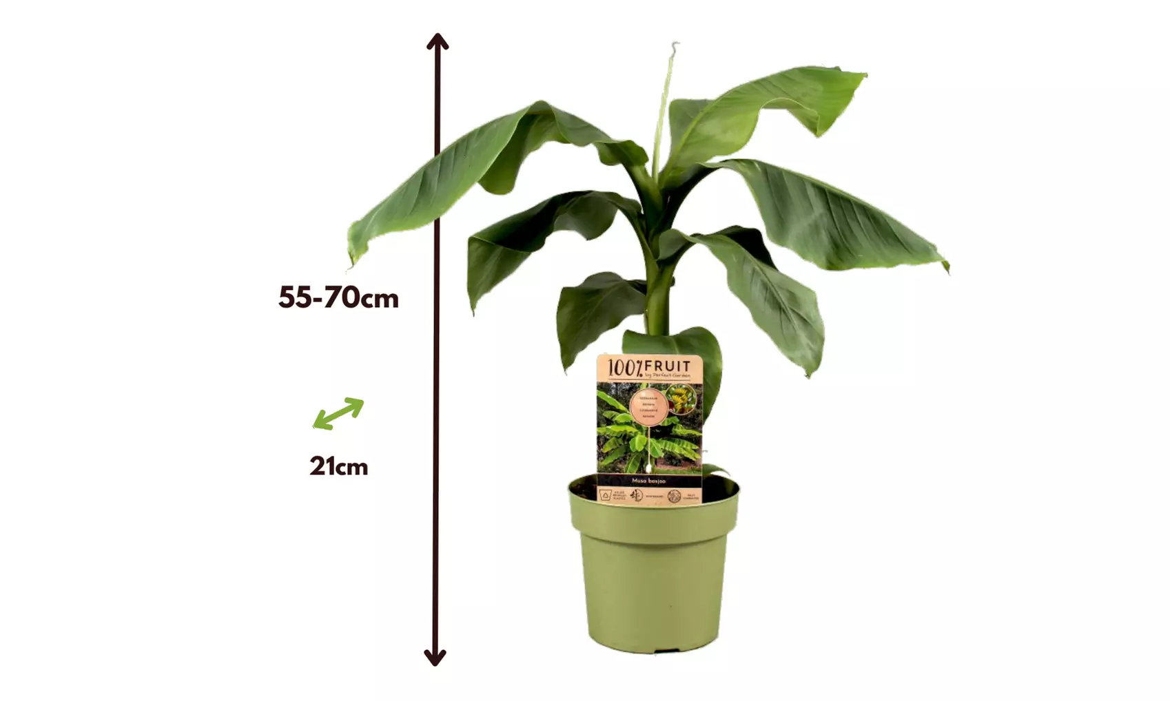 1 o 2 plantas de Musa Basjoo Rootz - Second Medium