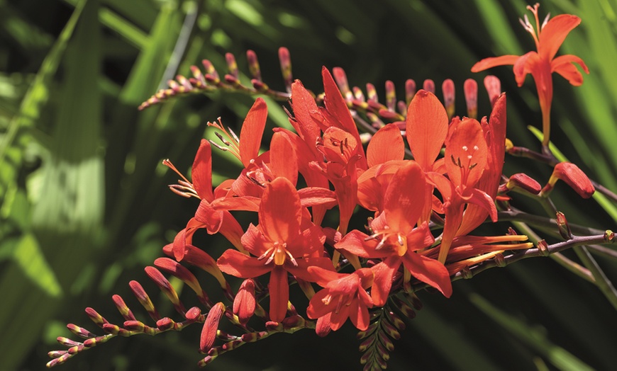 Image 5: Three or Ten Crocosmia Lucifer Bulbs