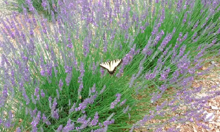 Tour the Herb Garden at Beagle Ridge Lavender Farm for Two or Four