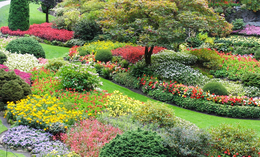 Assorted Roll Out Flower Garden 