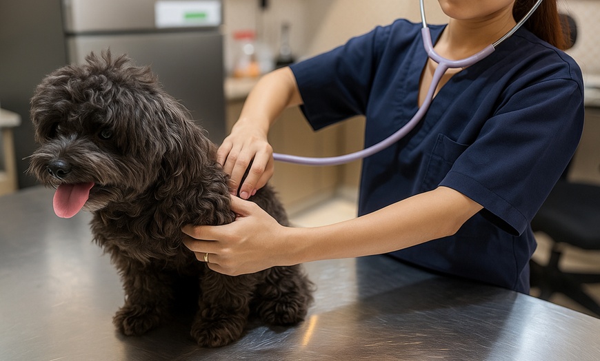Image 3: (0 - 10 kg) Cat/Dog, Medium (10.1 - 20 kg) or Large Dog Full Grooming