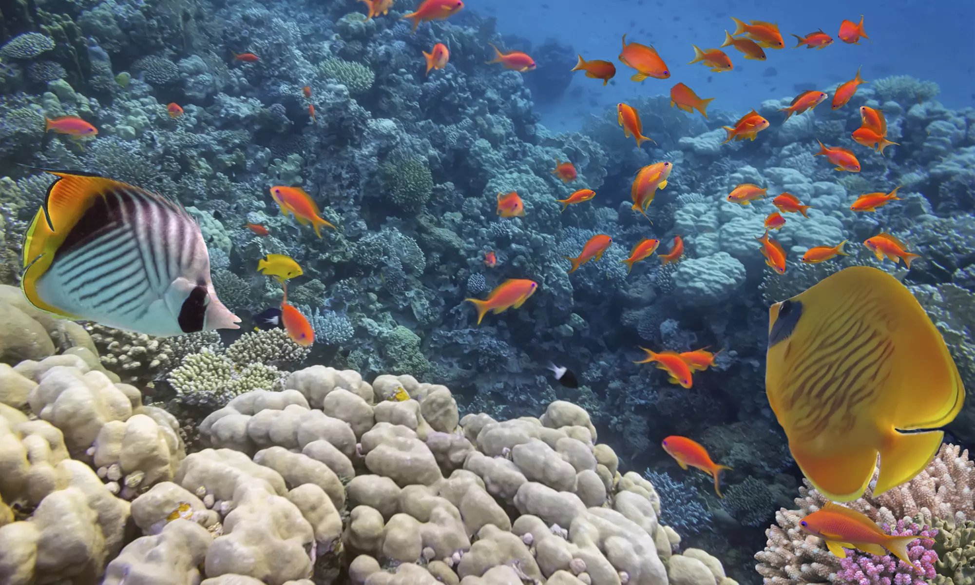 A Taste of Big Pine! Snorkel Package for One or Two from Lower Keys Adventure Charters (Up to 50% Off) - Primary Image