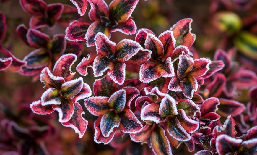 Image 5: Three Magical Coprosma Plants