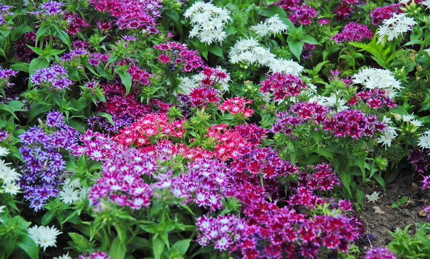 Image 4: Phlox Pop Stars Mixed Plants