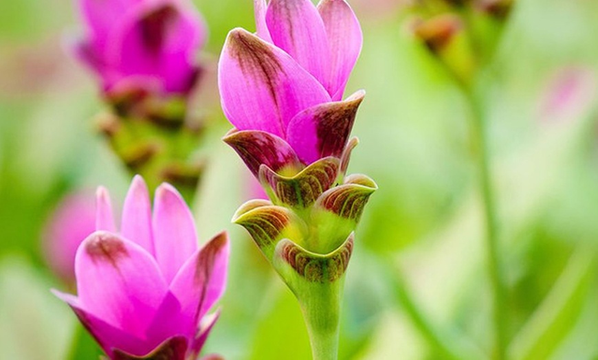 Image 3: Curcuma Siam Tulip Plants