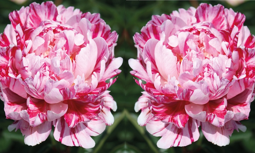 Image 5: Peony Collection Bare Root