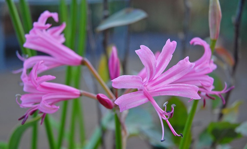 Image 3: Nerine Cornish Lily Two-Litre Potted Plants