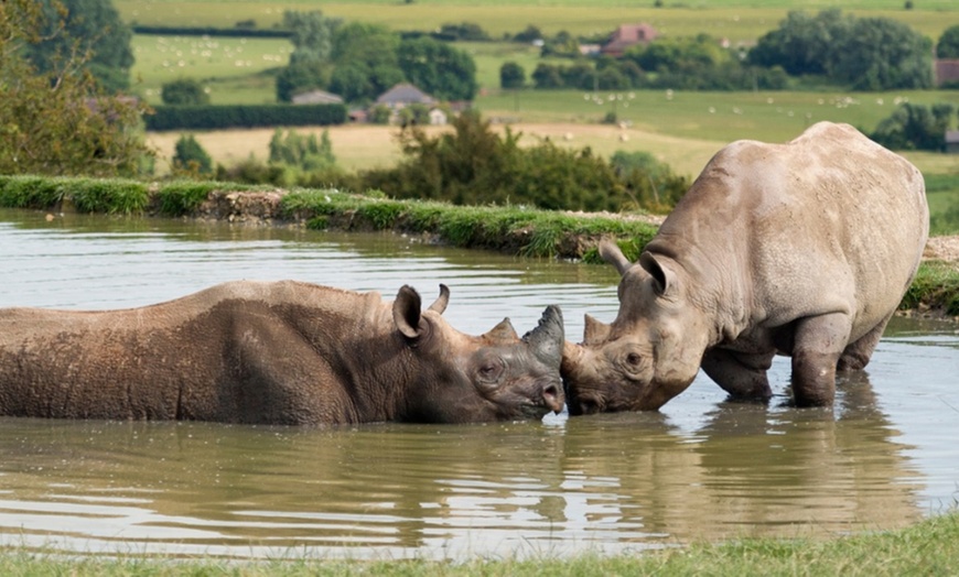 Image 3: Safari Adventure with Digital Animal Adoption & Entry at Port Lympne!