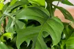 2x Monstera Minima oder 2x Monstera Monkey Mask - Second Medium