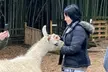 Find Your Zen: 90-Minutes Llama Yoga & Interactive Alpaca & Llama Encounters for 1, 2 or 4 at Atlanta Alpaca Treehouse - Image 3