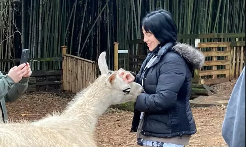 Llama Yoga & Alpaca Encounters in Atlanta's Bamboo Forest