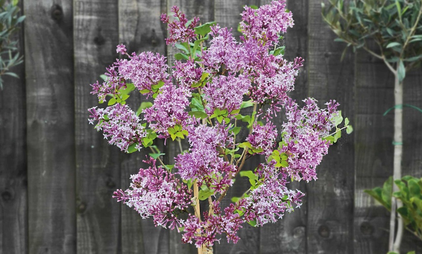 Image 2: Dwarf Lilac Standard Tree - One, Two or Three Plants in 2-litre Pot