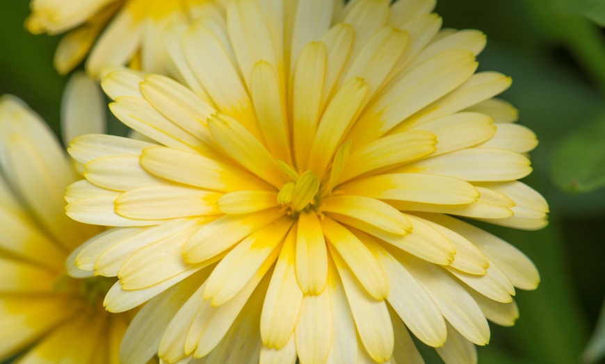 Image 5: Calendula Sunny Collection - 9 or 18 Plants