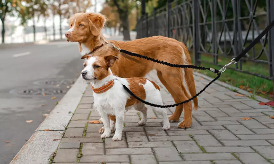 Waloo Pets Double Dog Bungee Leash - Primary Image