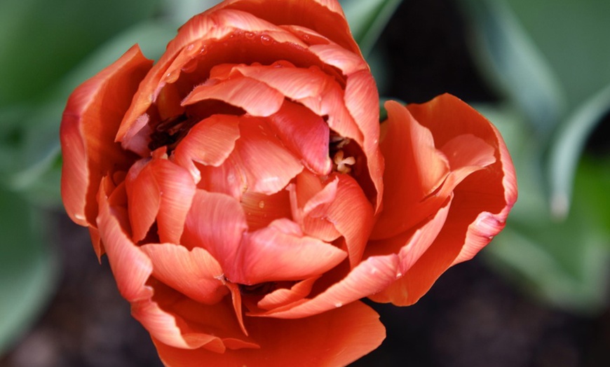 Image 2: Mixed Spring Flowering Tulip Bulb Collections