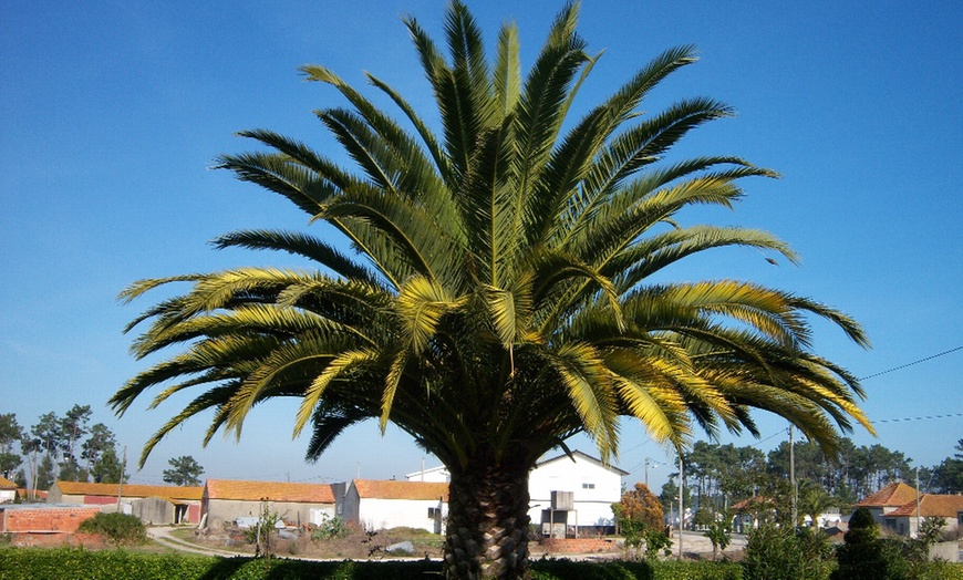 Image 9: 1, 2 ou 4 palmiers dattier des Canaries