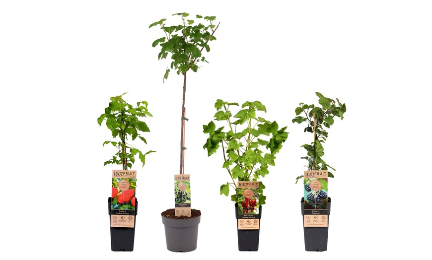 Image 1: Jusqu'à 4 packs de plantes fruitières