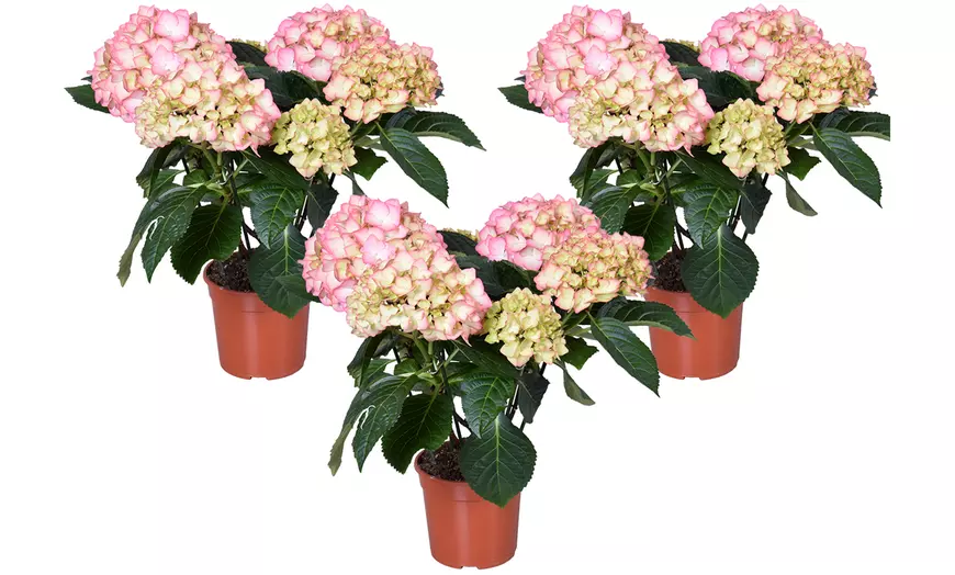 Image 11: 1 of 3 hortensia XL heesters