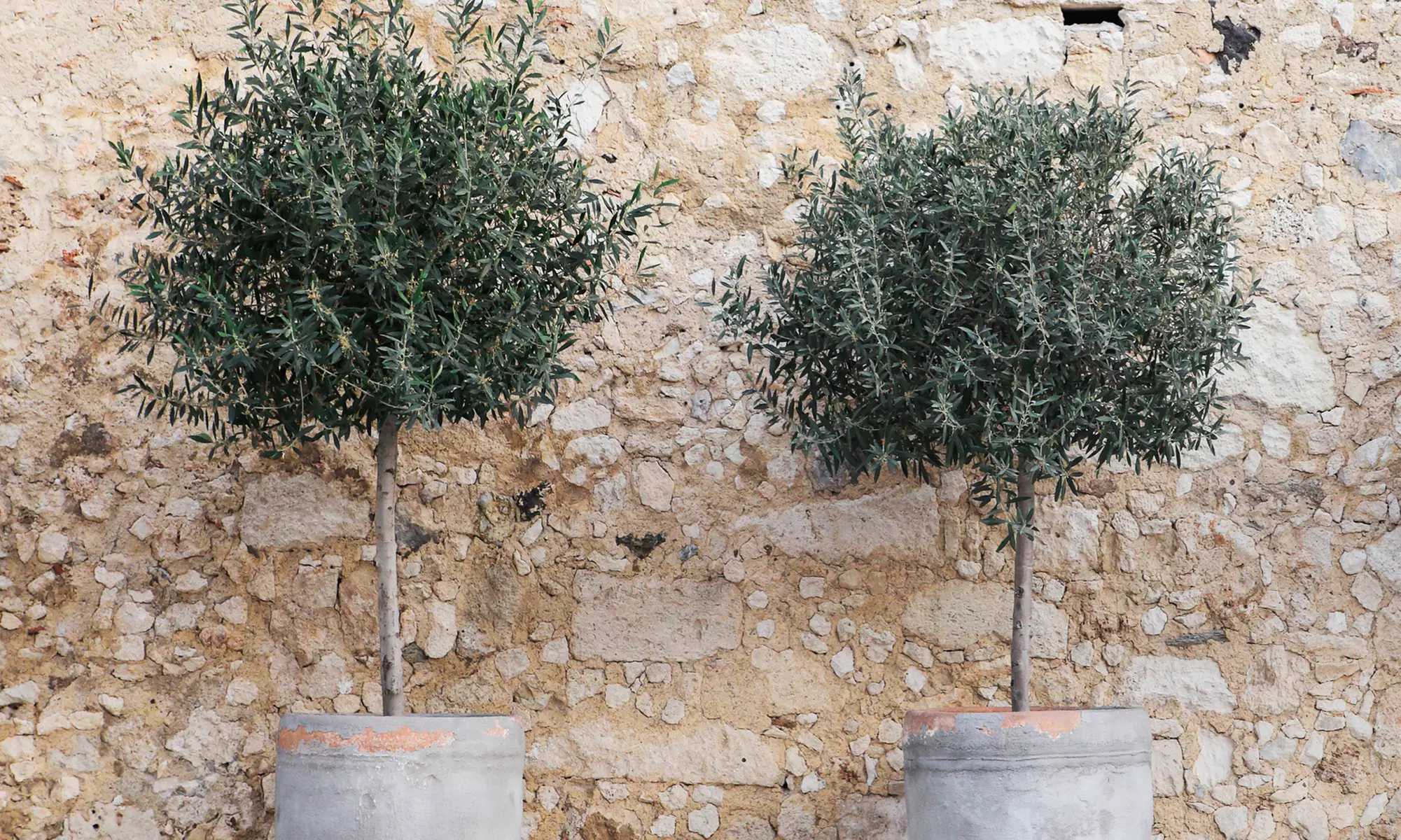 1 o 2 olivos 40-50 u 80-90 cm - Primary Image