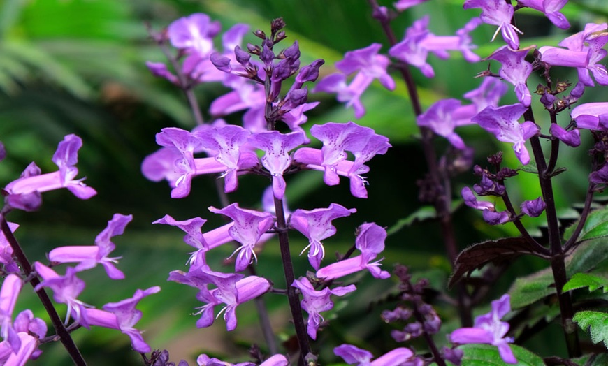 Image 1: Purple Plectranthus 'Magic Mona’ - 1, 3 or 5 Potted Plants