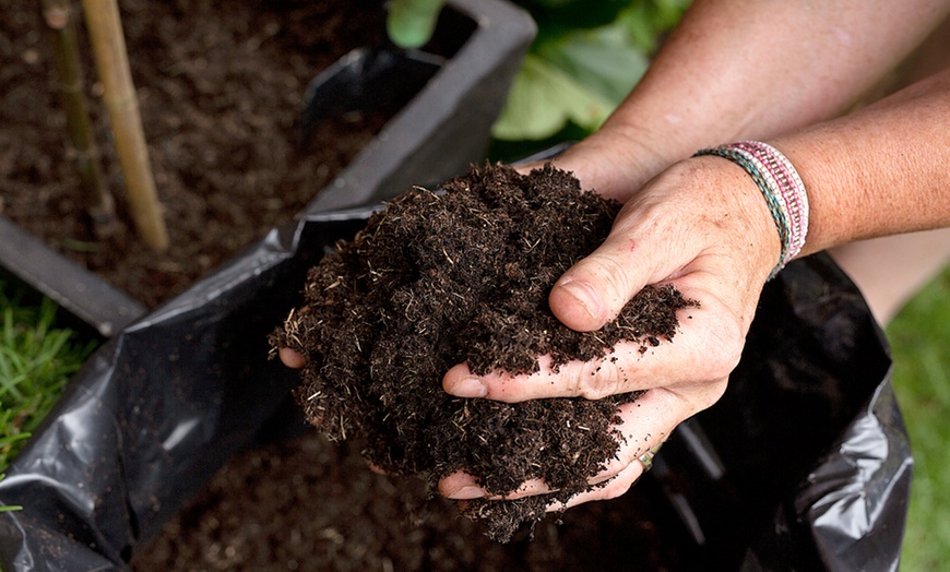 Image 3: Lavatera 'Barnsley Baby' with Optional Patio Pot and Compost