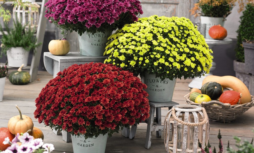 Image 1: Chrysanthemum Hardy Patio Improved Variety - 6, 12 or 18 Plants