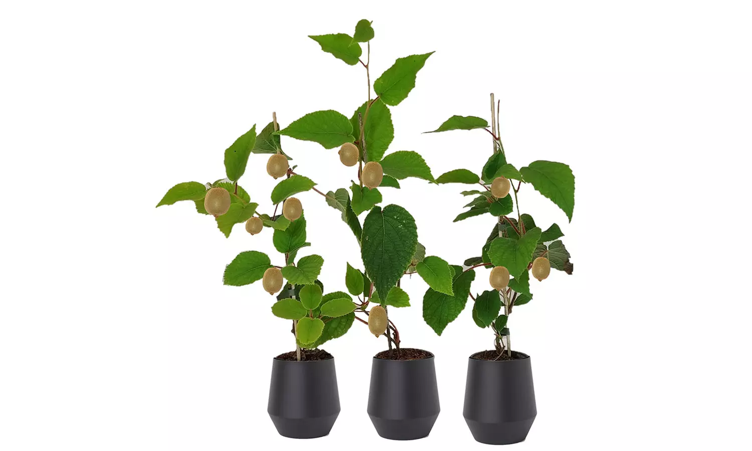 3 ou 6 plants XXL de kiwi Actinidia deliciosa "Jenny’", hauteur de 30-40 cm - Primary Image