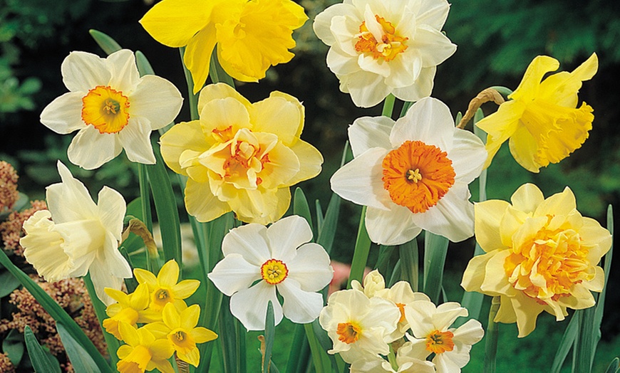 Image 2: 20, 40 or 80 Bulbs of Mixed Daffodils with Optional Bulb Planter