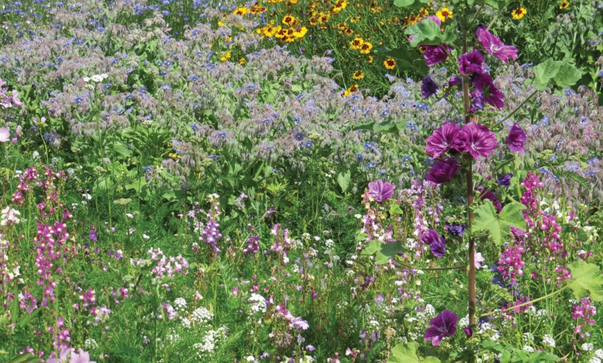 Image 2: Scatter Pack Wildflowers Woodland Shade Mix