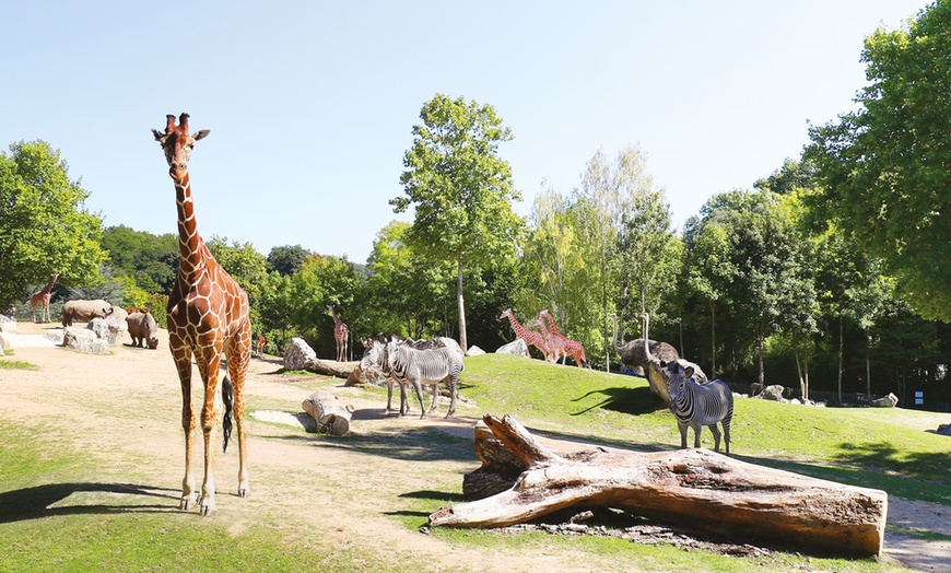 Image 11: Entrée 1 ou 2 jours au ZooParc de Beauval