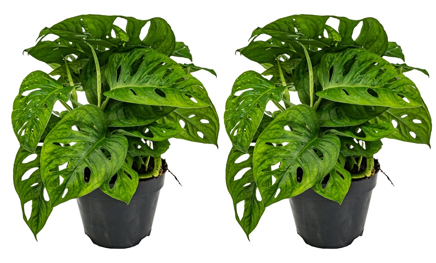 Image 6: Monstera ‘Monkey Mask’ Plants