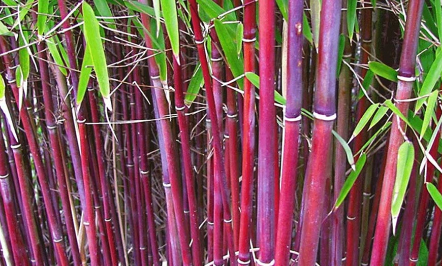 Image 1: Chinese Wonder Red Bamboo