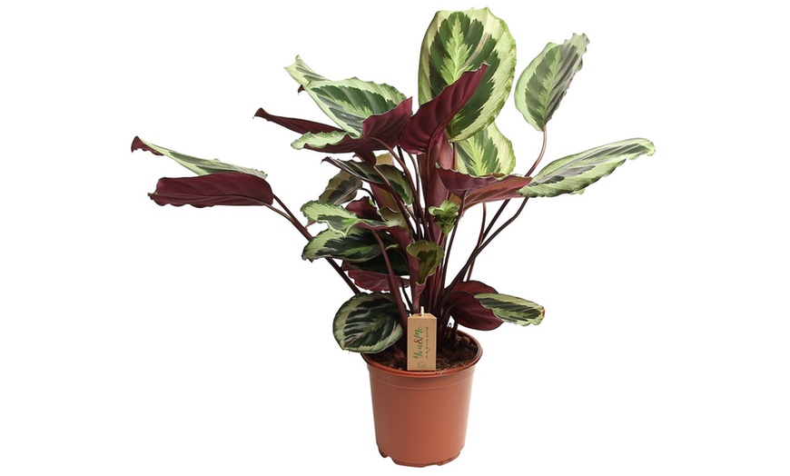 Image 10: Plante "Calathea"