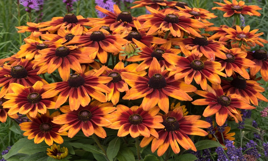 Image 4: Three or Six Rudbeckia Sunshine Collection Plants