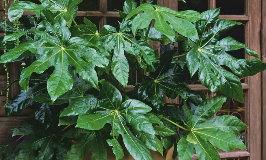 Image 2: Fatsia Japonica 3.5L Pot