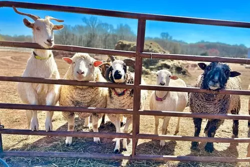Farm Tour Admission at Hope & Serenity Farm Sanctuary (25% Off) - Primary Image