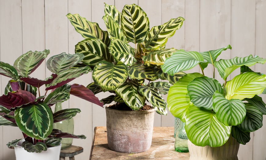 Image 1: Planta Calathea