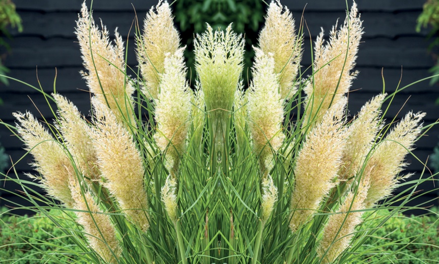 Image 5: Dwarf Pampas Grass 'Tiny Pampa' - 1 or 2 Potted Plants