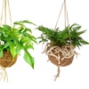 Image 1: Plantas colgantes XL Kokodama