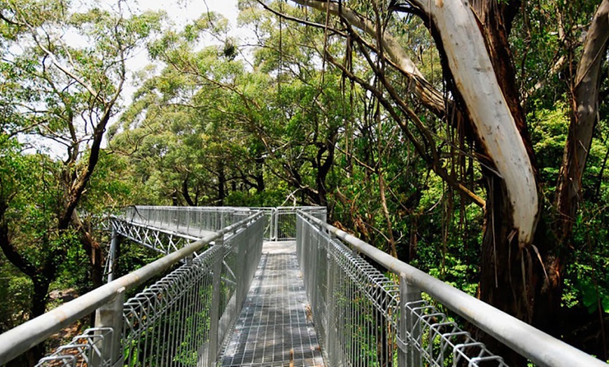 Image 4: Illawarra Fly Treetop Entry