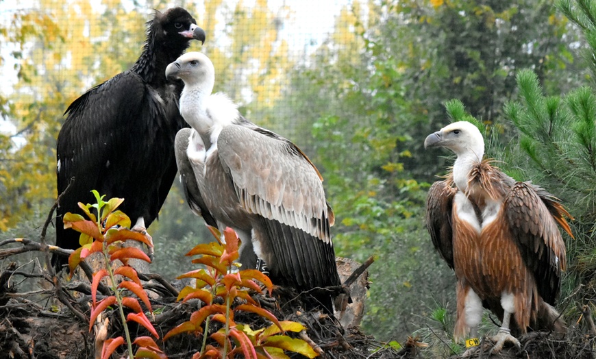 Image 10: Eintrittskarte für GaiaZOO