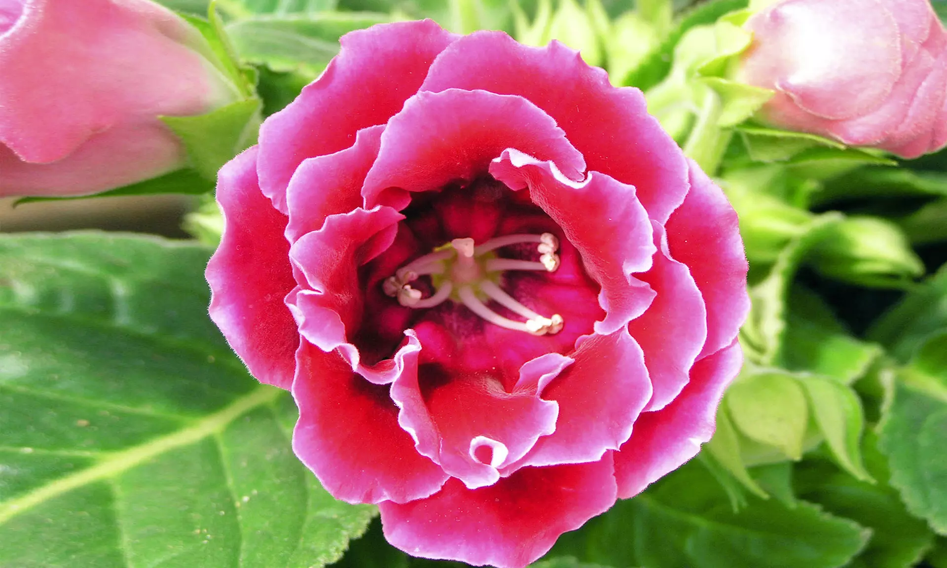 Garden Gloxinia Flower Bulbs (5-, 10-, or 25-Pack) - Primary Image