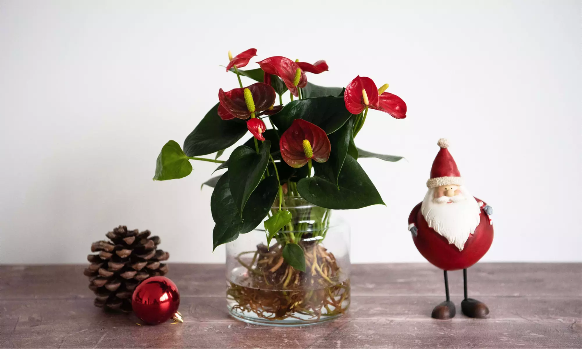 Anthurium Aqua in Sierglass Pot