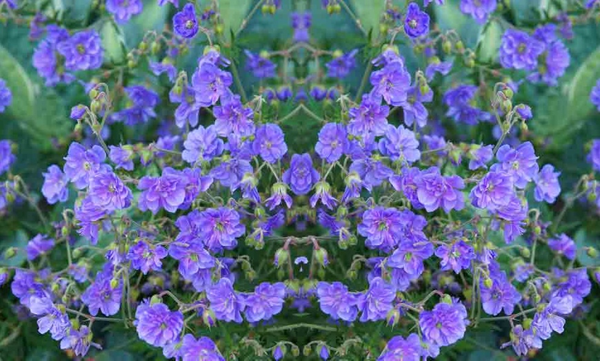 Image 3: One or Three Hardy Geranium Double Plenum Plants