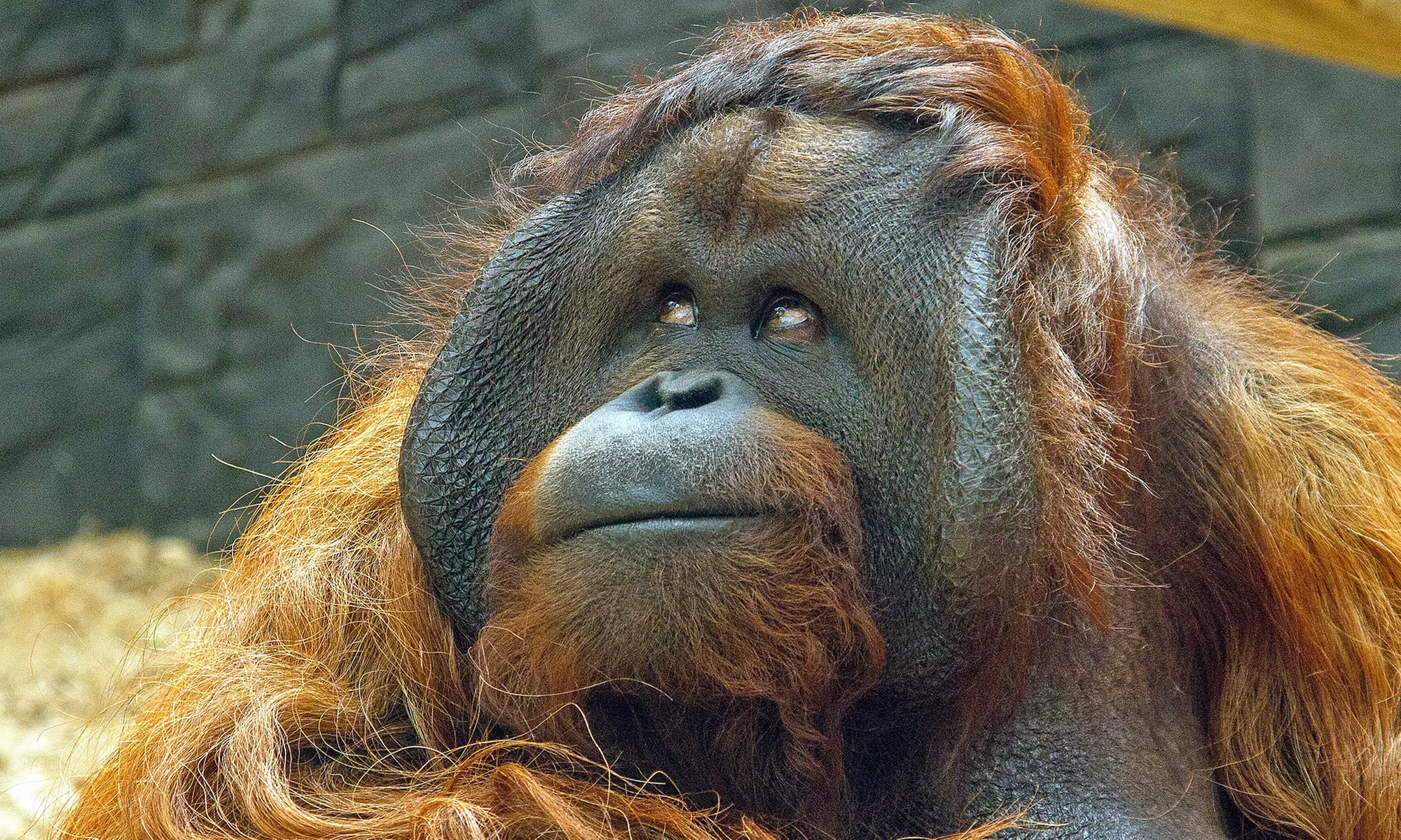 Essex: 4* Stay for 2 or 4 with Breakfast and optional Zoo tickets