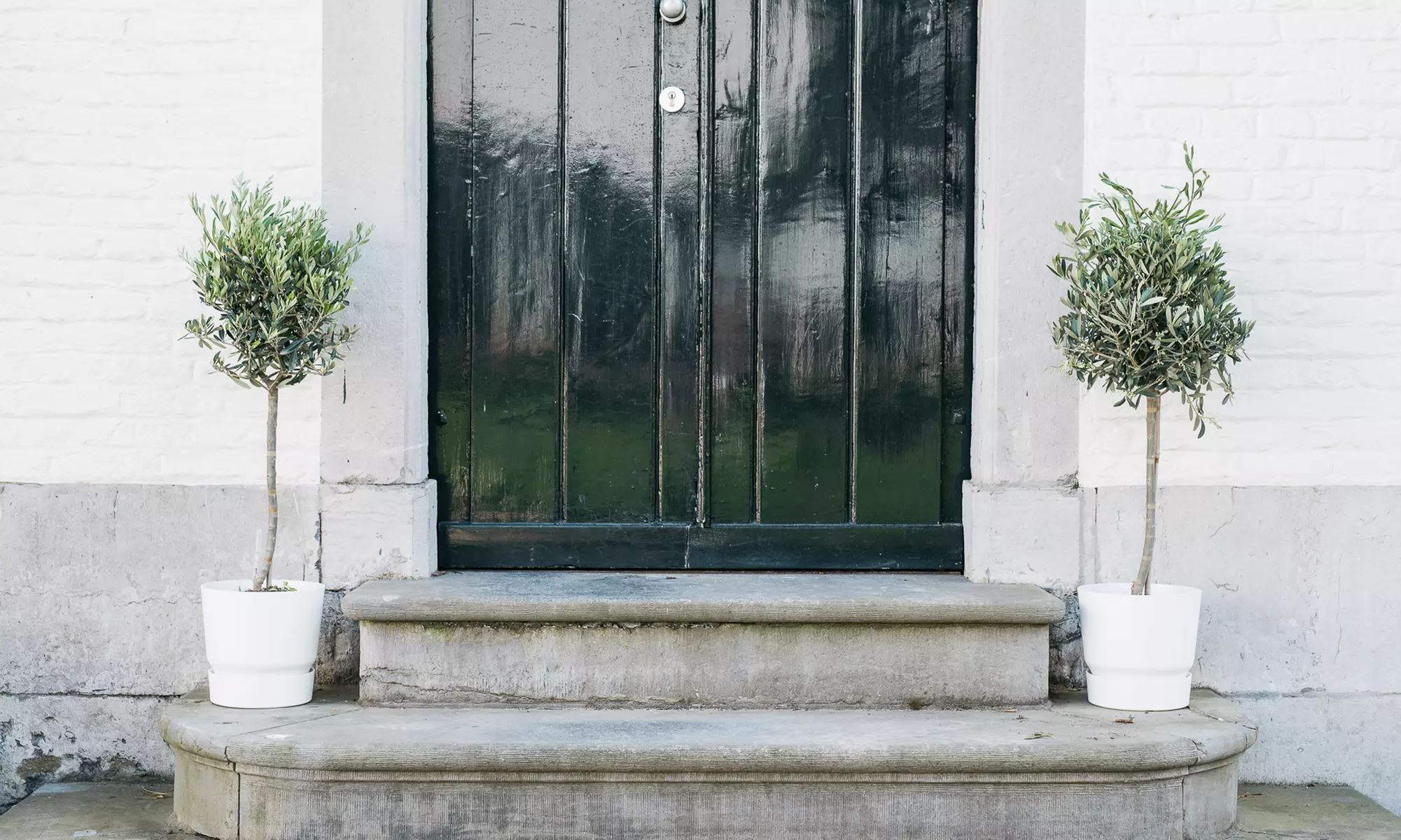 1x oder 2x winterharter Olivenbaum